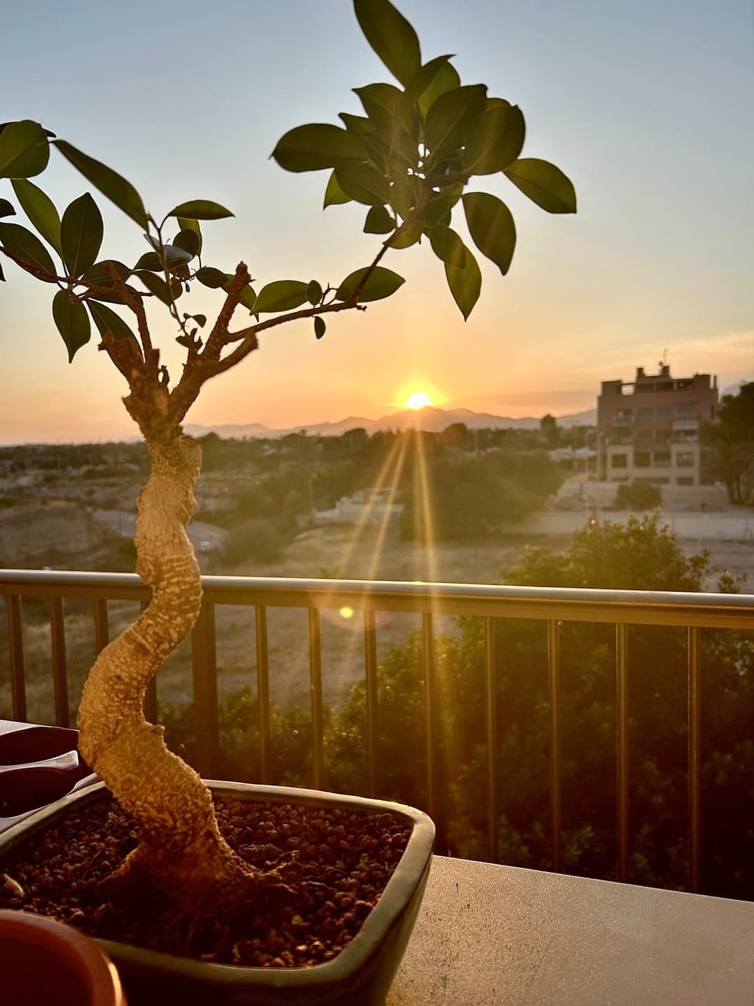 Bonsai tree
